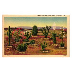 Vintage 1950s Postcard Varieties Of Cacti Of The Southwest Desert Scene Linen